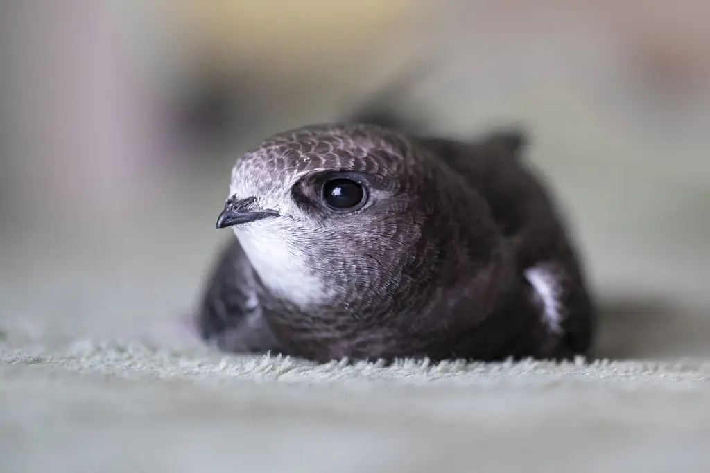 Volunteer Coordinator (Northern Ireland Swifts)