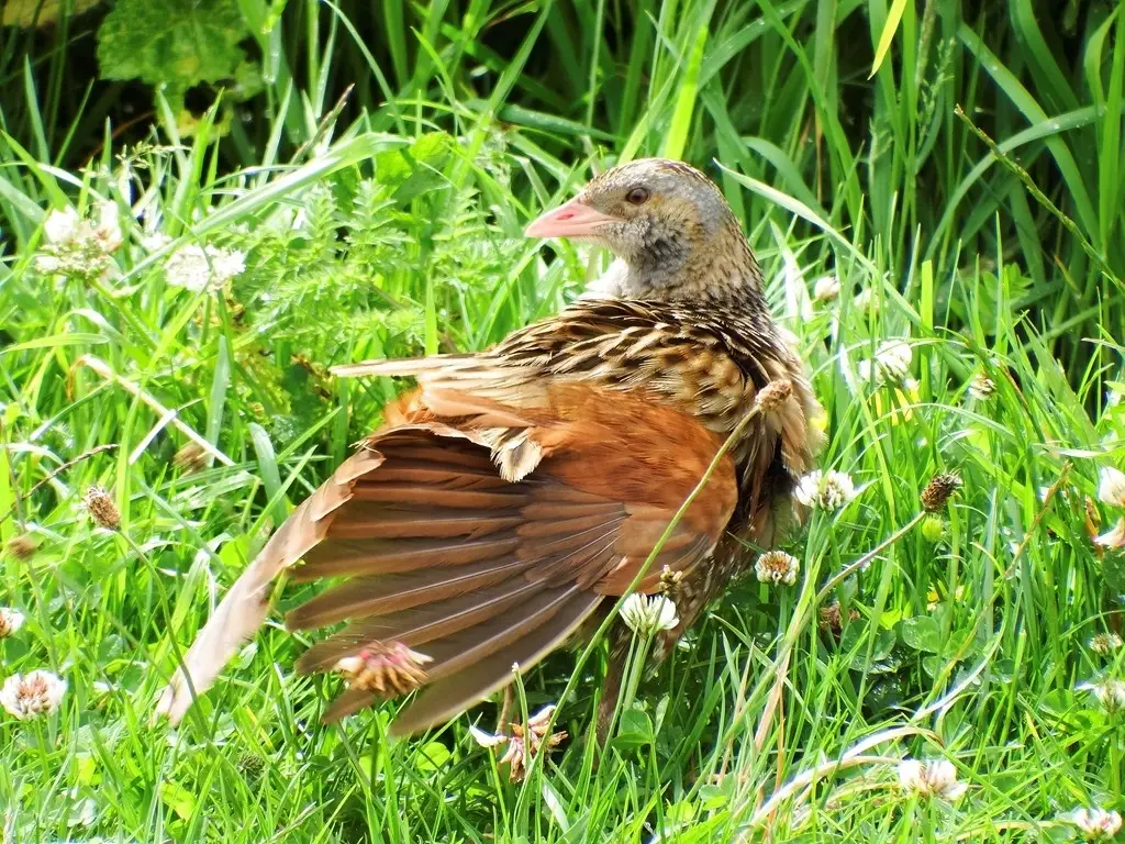 Give Corncrake a Home - Habitat Restoration; Practical Work Off Reserve