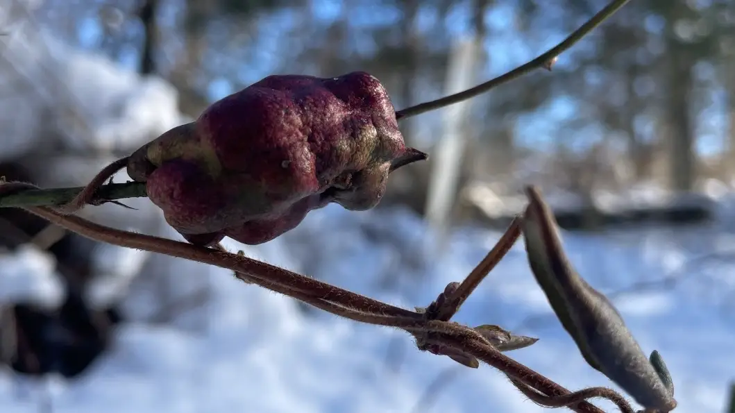 Garden Club Winter Edition