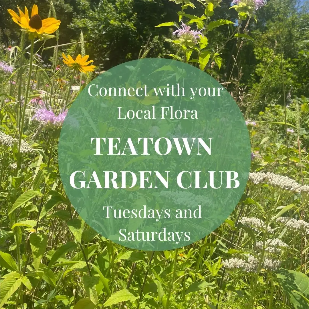 Teatown Garden Club Autumn Edition