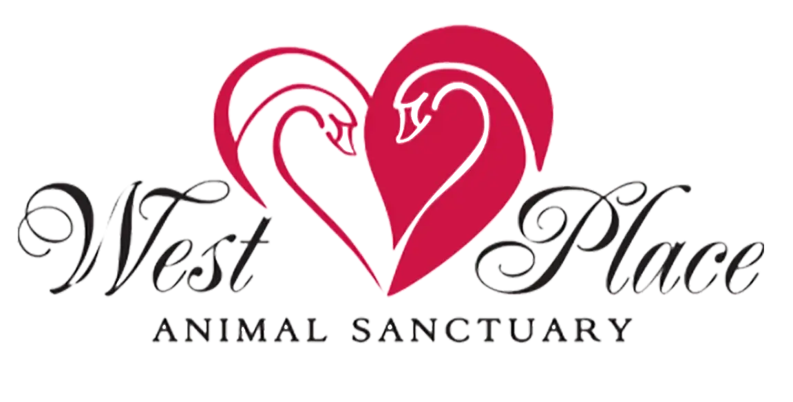 Direct Animal Care Volunteer