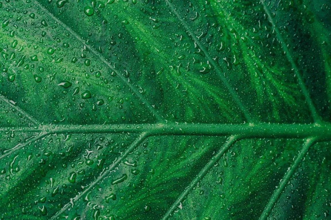 Close up of a palm leaf.