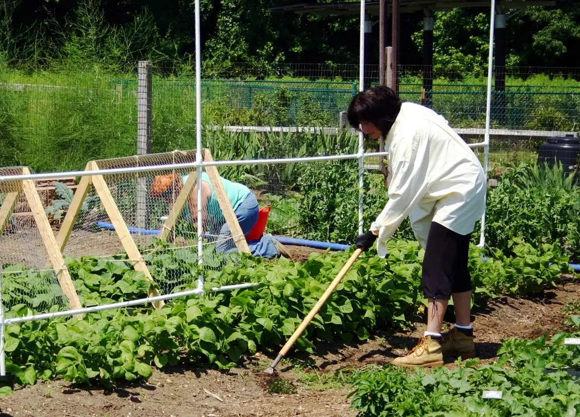 A volunteer tends to an outside garden with a spade.