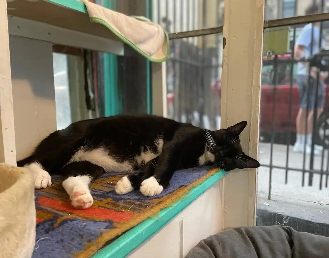 A tuxedo cat sleeps on a shelf.