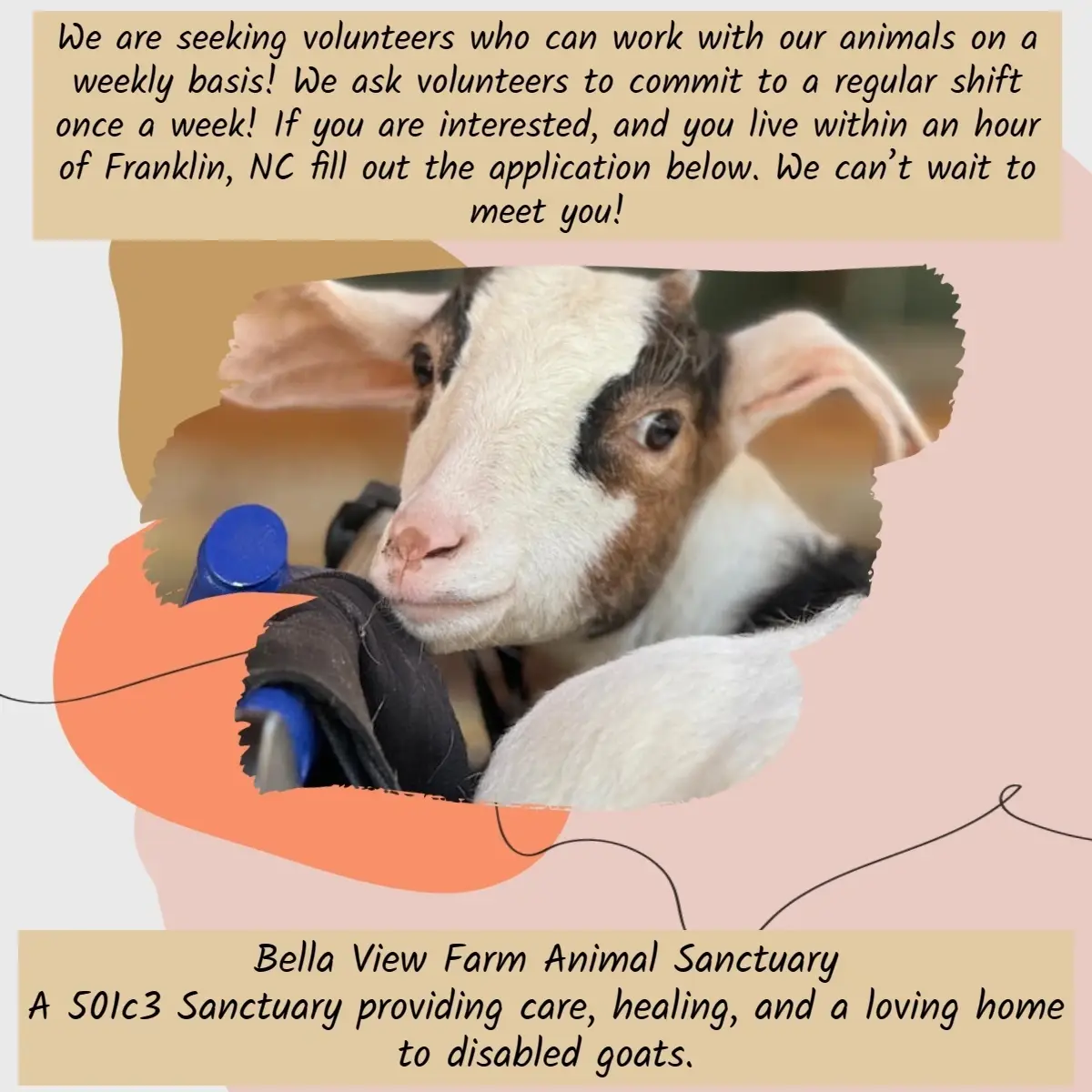 Love Animals? Volunteer!