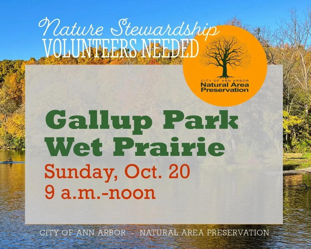 Volunteer for Nature at Gallup Wet Prairie