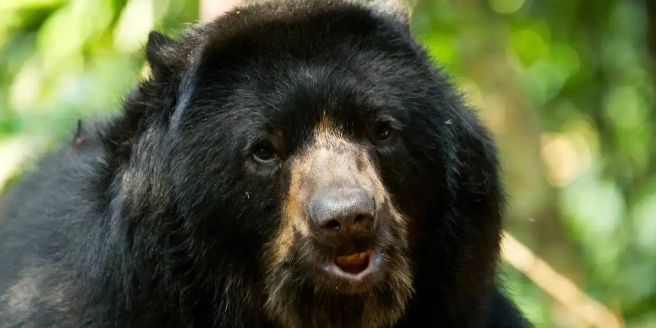 Cuidador de animales - Trabajar con vida silvestre rescatada en la selva