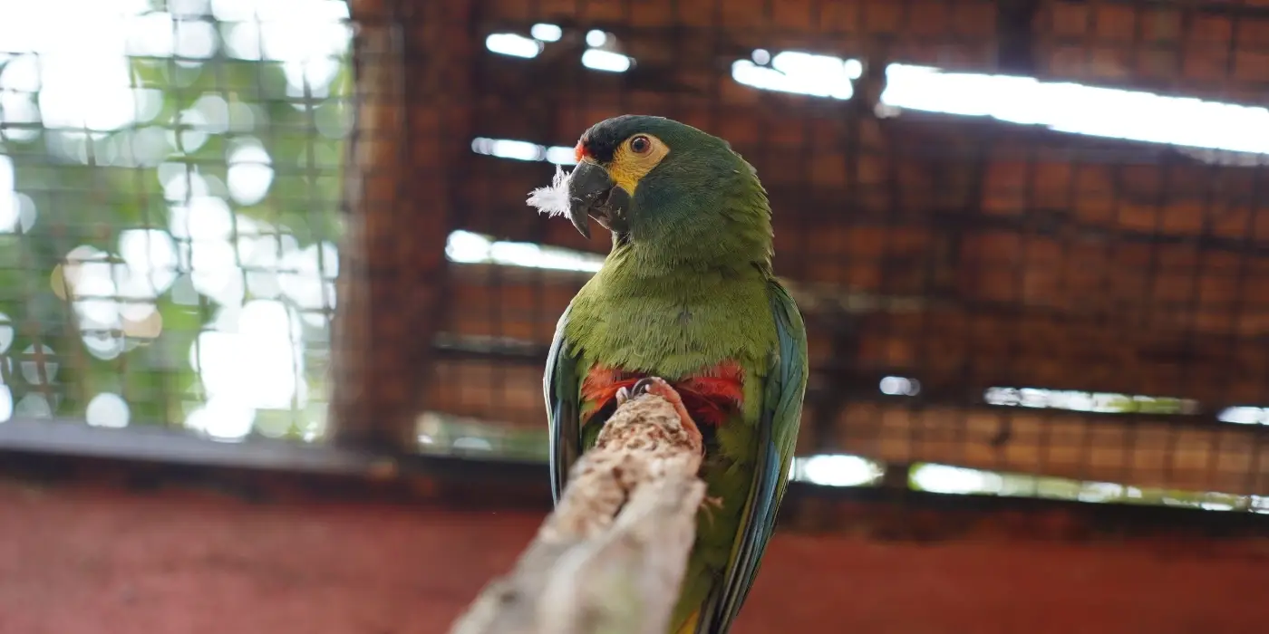 Voluntariado Especies del Bosque Atlántico