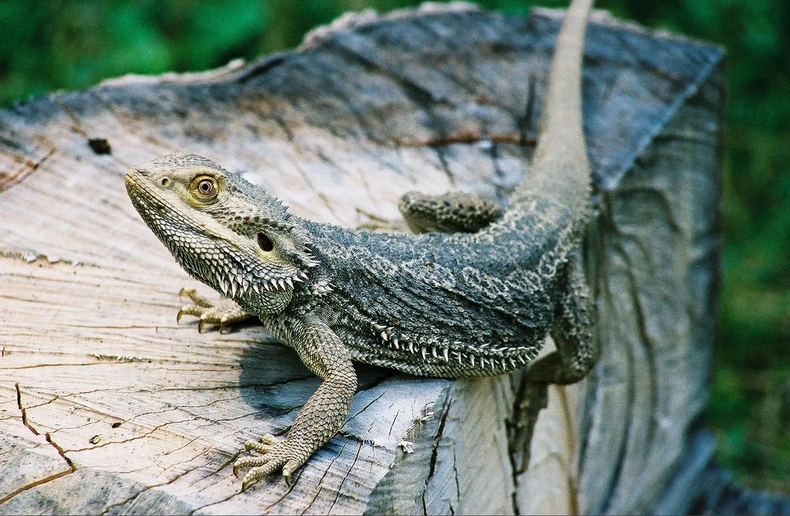 Lizard, Amphibian & Invertebrate Care Volunteer