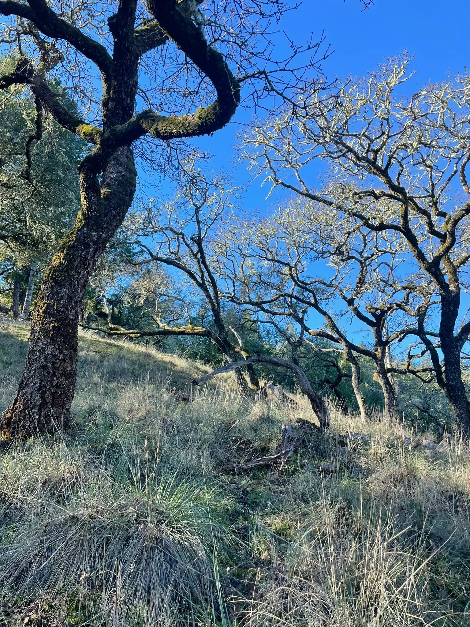 Habitat Restoration with Marin Water