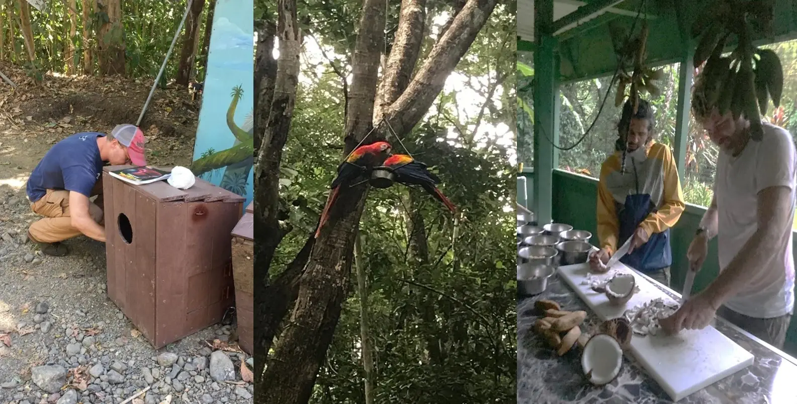 Wild parrot monitoring and conservation field volunteers working with the critically endangered Yellow-naped parrot & the Scarlet Macaw in Costa Rica