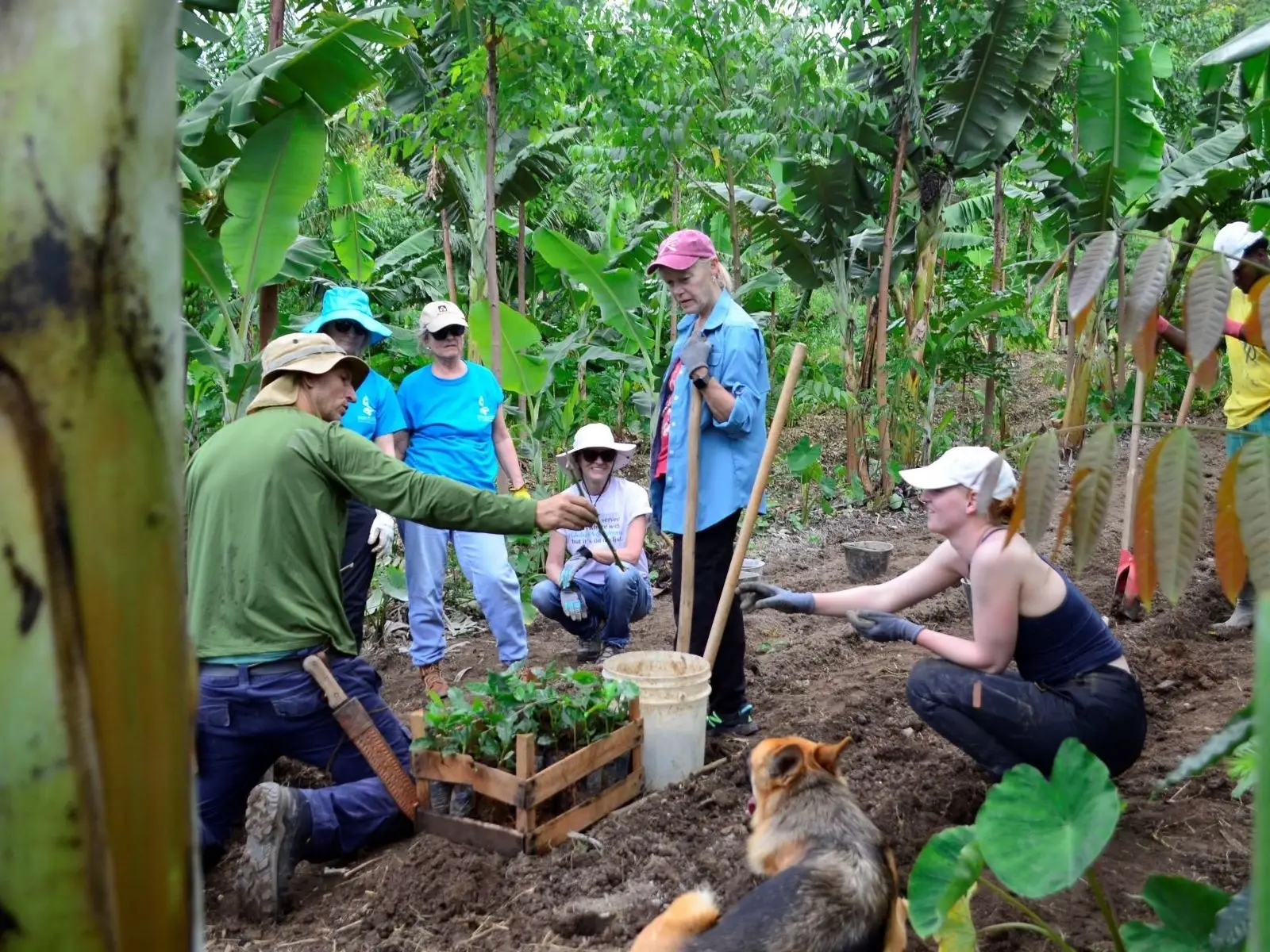 VOLUNTEER AT A PERMACULTURE FARM IN BRAZIL | AGROFORESTRY