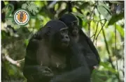 Logo de Bonobo Conservation Initiative