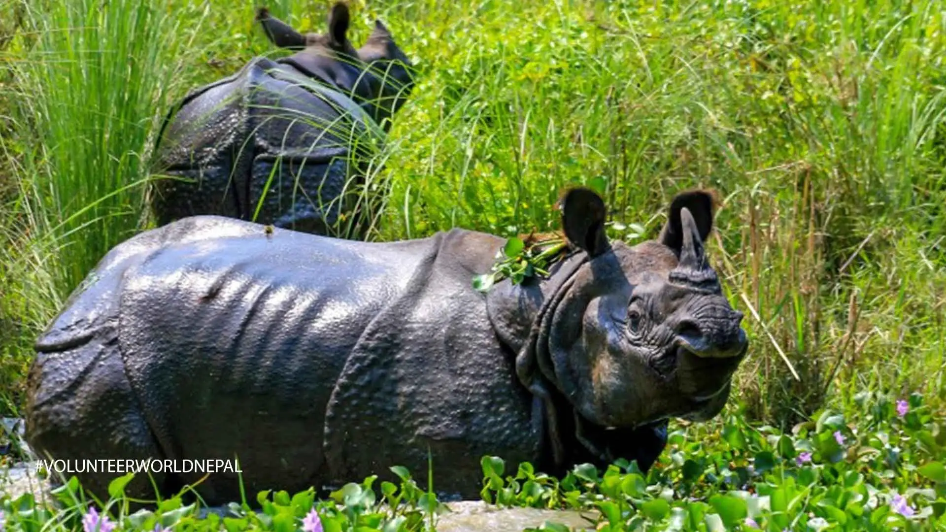 Volunteering Work and Chitwan Pokhara Tour in Nepal