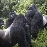 Gorilla trekking in Uganda