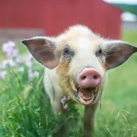 George Pig at Farm Sanctuary