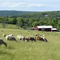 Sheep pasture landscape at Farm Sanctuary