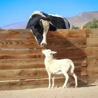 Bruno Steer says hi to Carlee Sheep