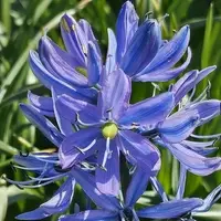 A stem of blooming camas