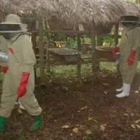 Bee keeping in Rural Mukono