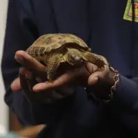 IMG: Class pet