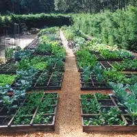 Square Foot Gardens growing abundance of vegetables