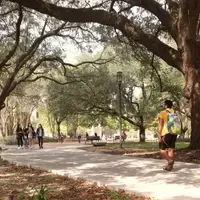 UH tree-lined path