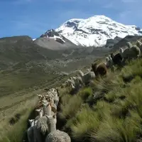 Alpaca Ranching - Andes