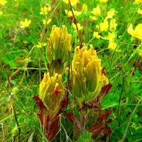 The flower of a golden paintbrush