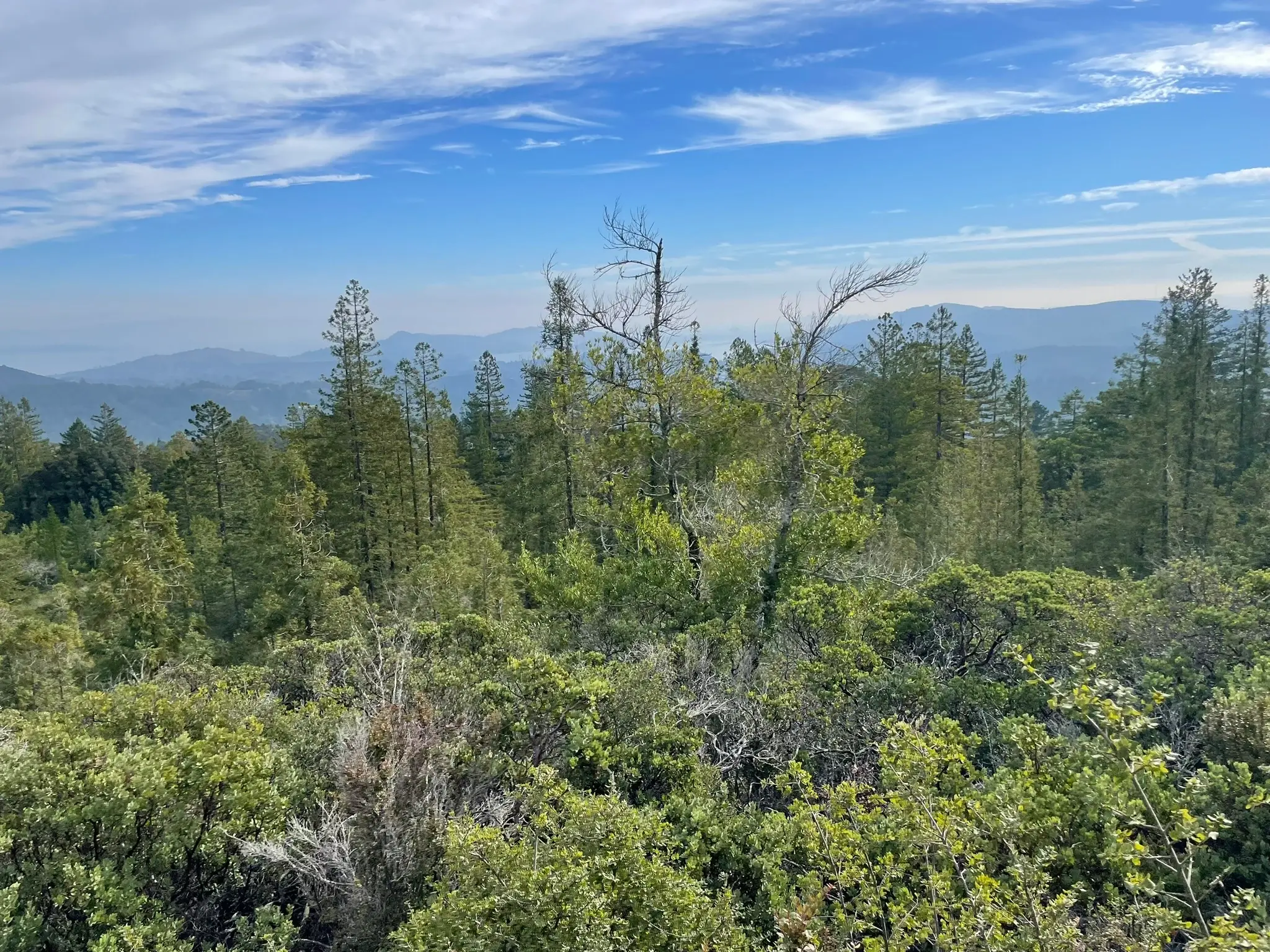 Bald Hill Broom Bust with Marin Water and Marin County Parks