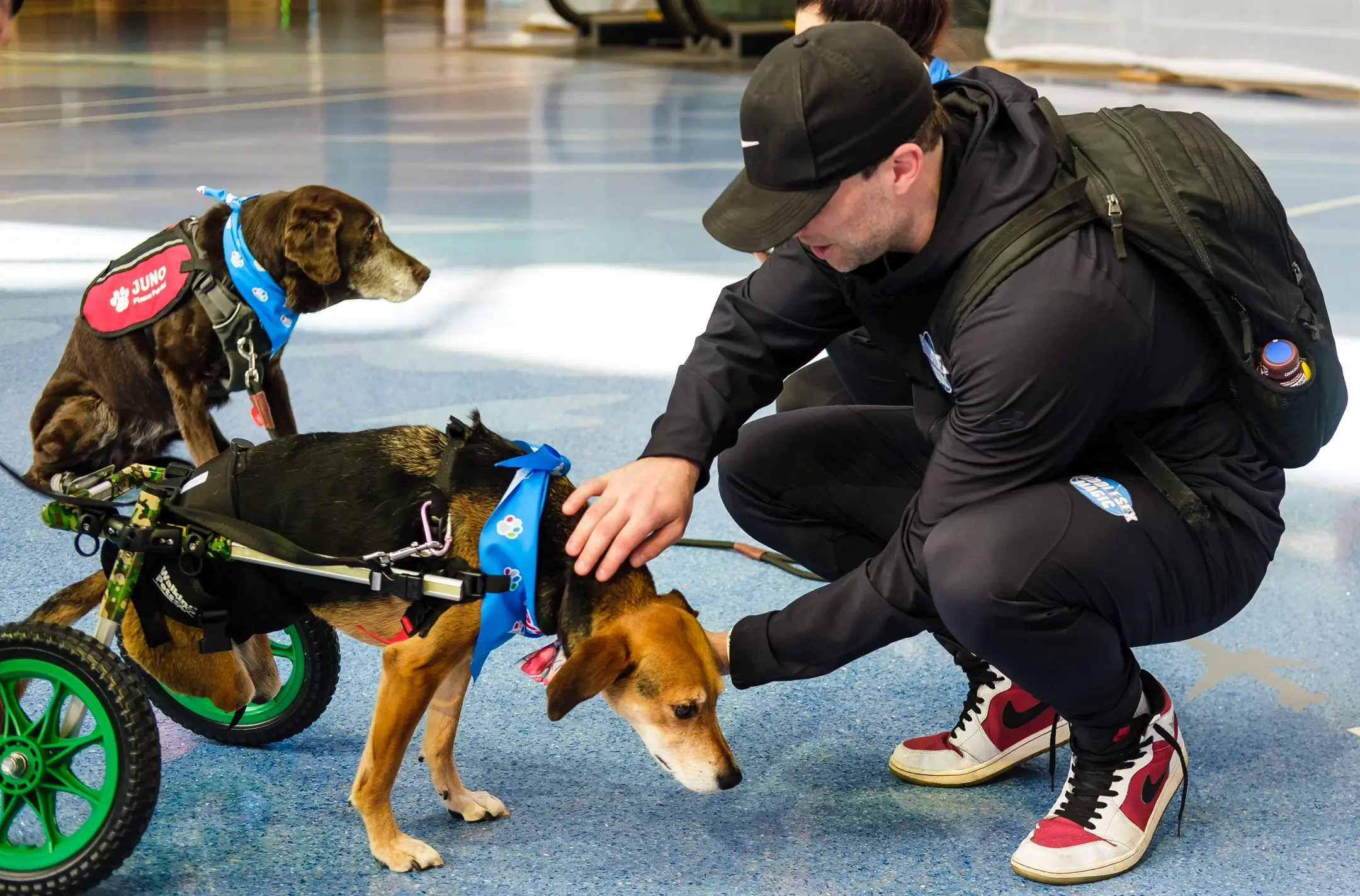 Calling All Therapy Dog Teams!