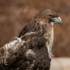 red tailed hawk