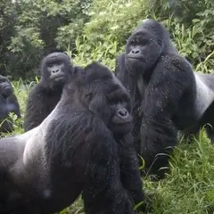 Gorilla trekking in Uganda