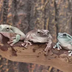 tree frogs