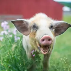 George Pig at Farm Sanctuary