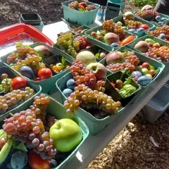 Colorful fresh fruits and vegetables in cardboard containers, with sun shining on them