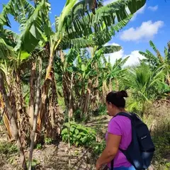 Agroforestry parcel