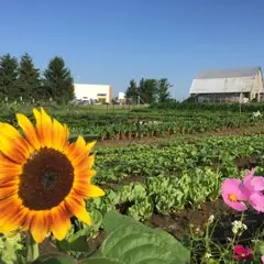 AMI Farm at Augusta Health