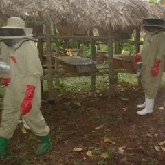 Bee keeping in Rural Mukono