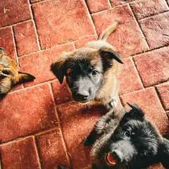 3 orphaned puppies we rescued