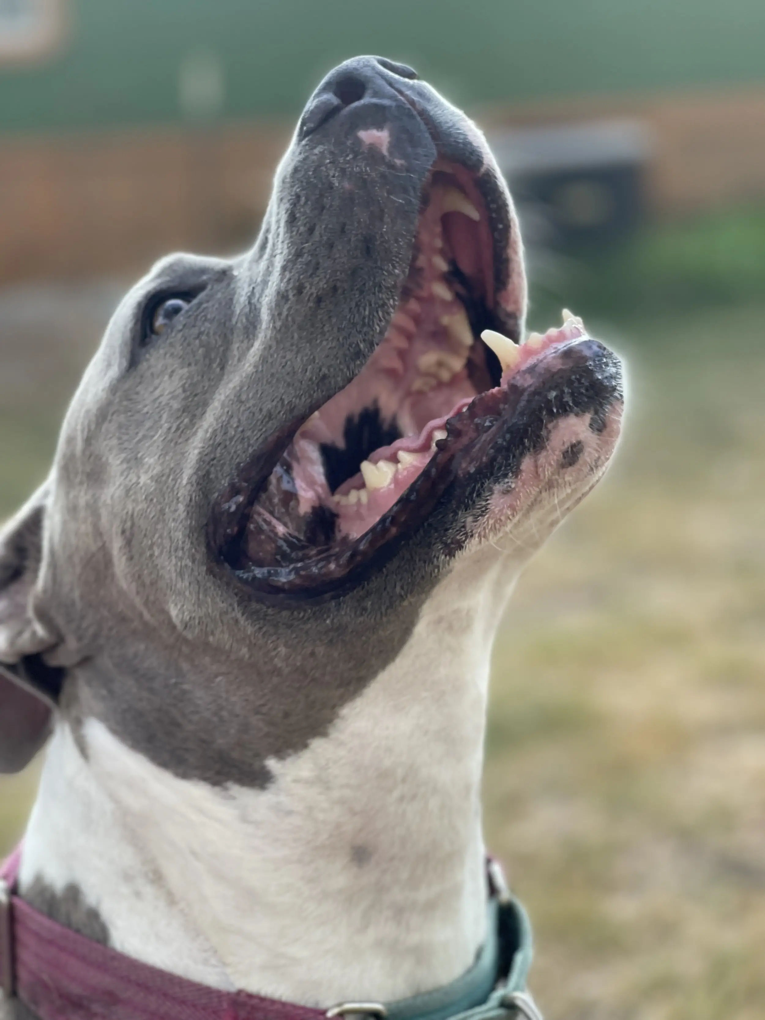 Onsite Caretaker for the Dogs and Sanctuary Grounds