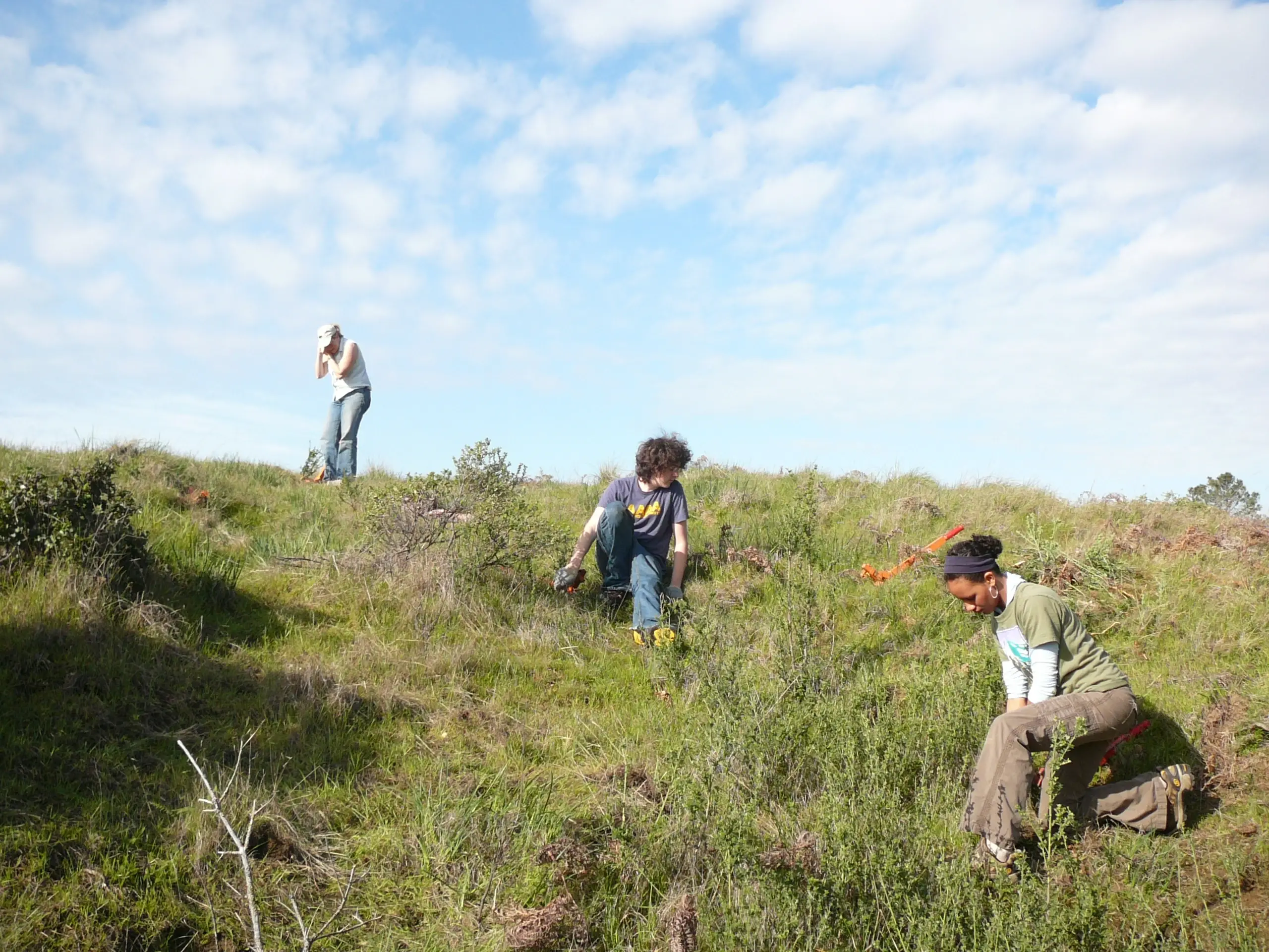 Habitat Restoration Mt. Tam