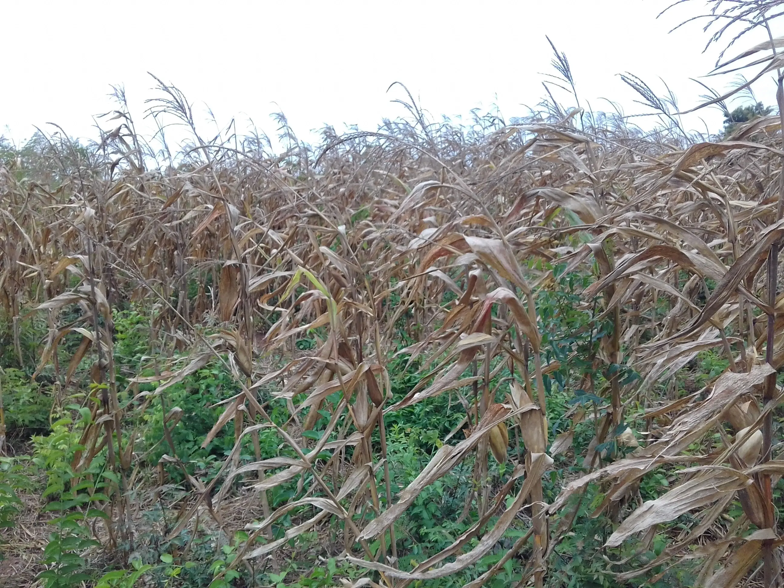 Farming/Agriculture Volunteer opprotunities In Ghana