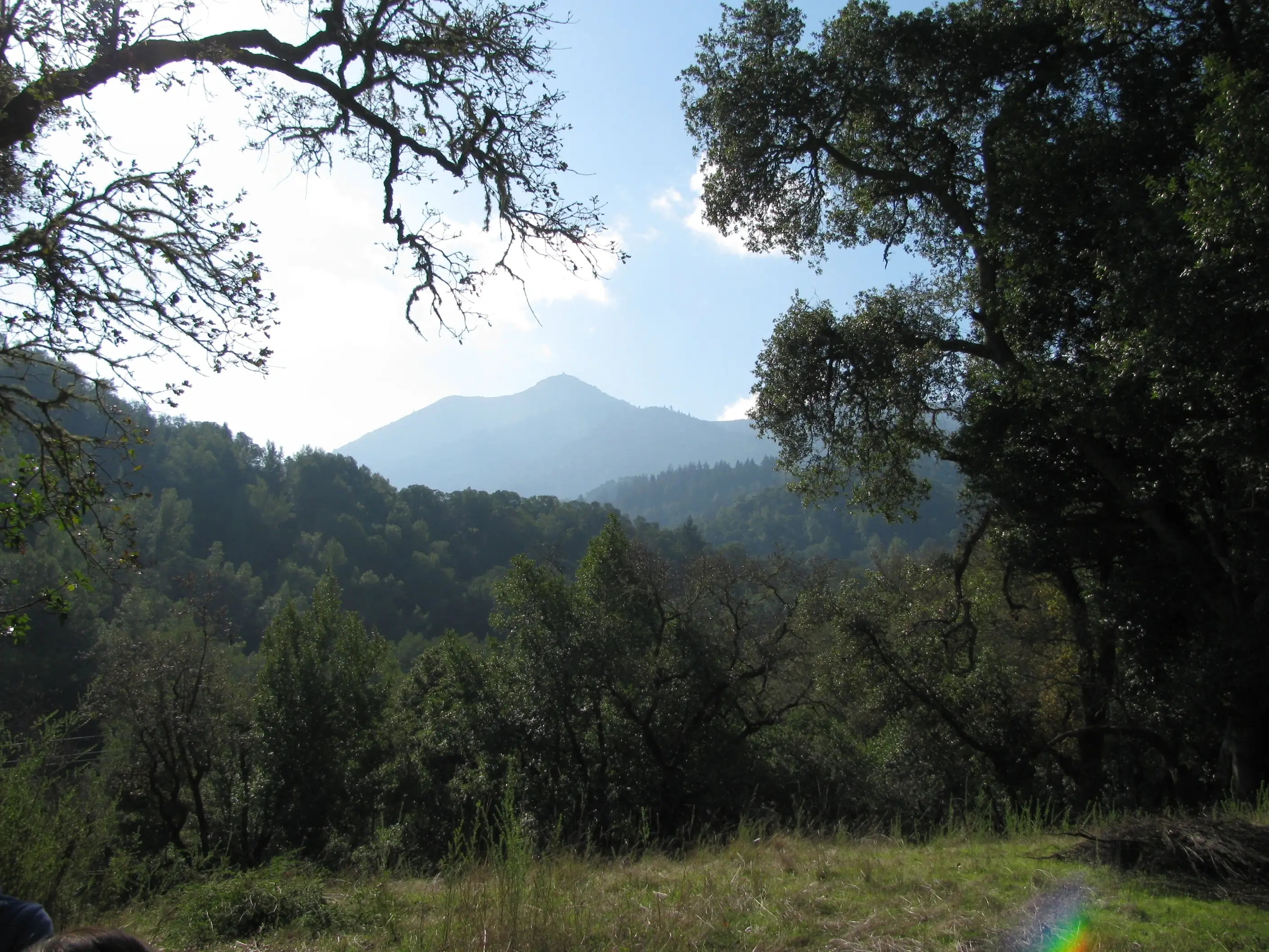 Mt. Tam Nature Walk