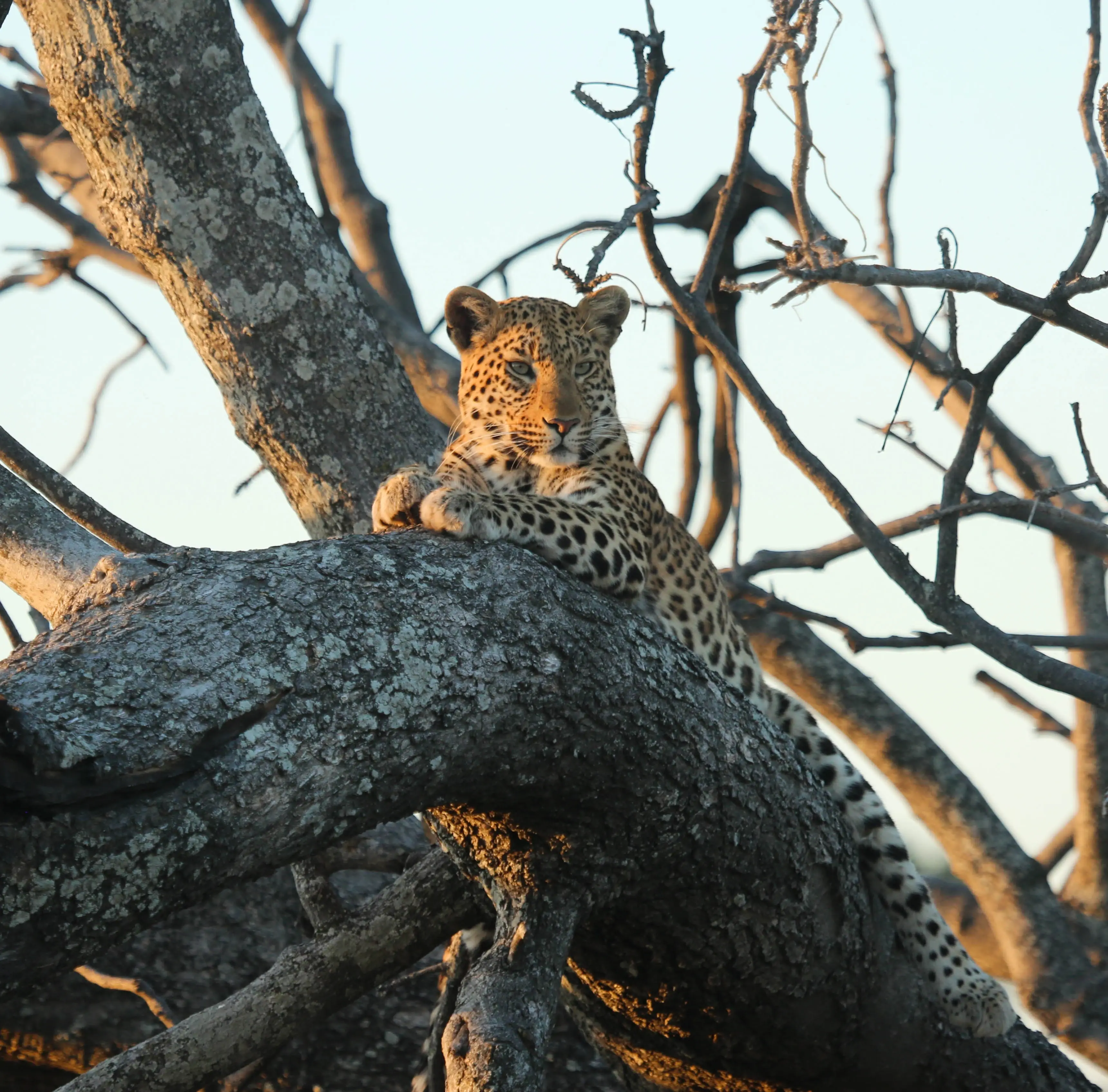 Leopard research & conservation in South Africa with two non-profit organizations!