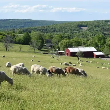 Sheep pasture landscape at Farm Sanctuary
