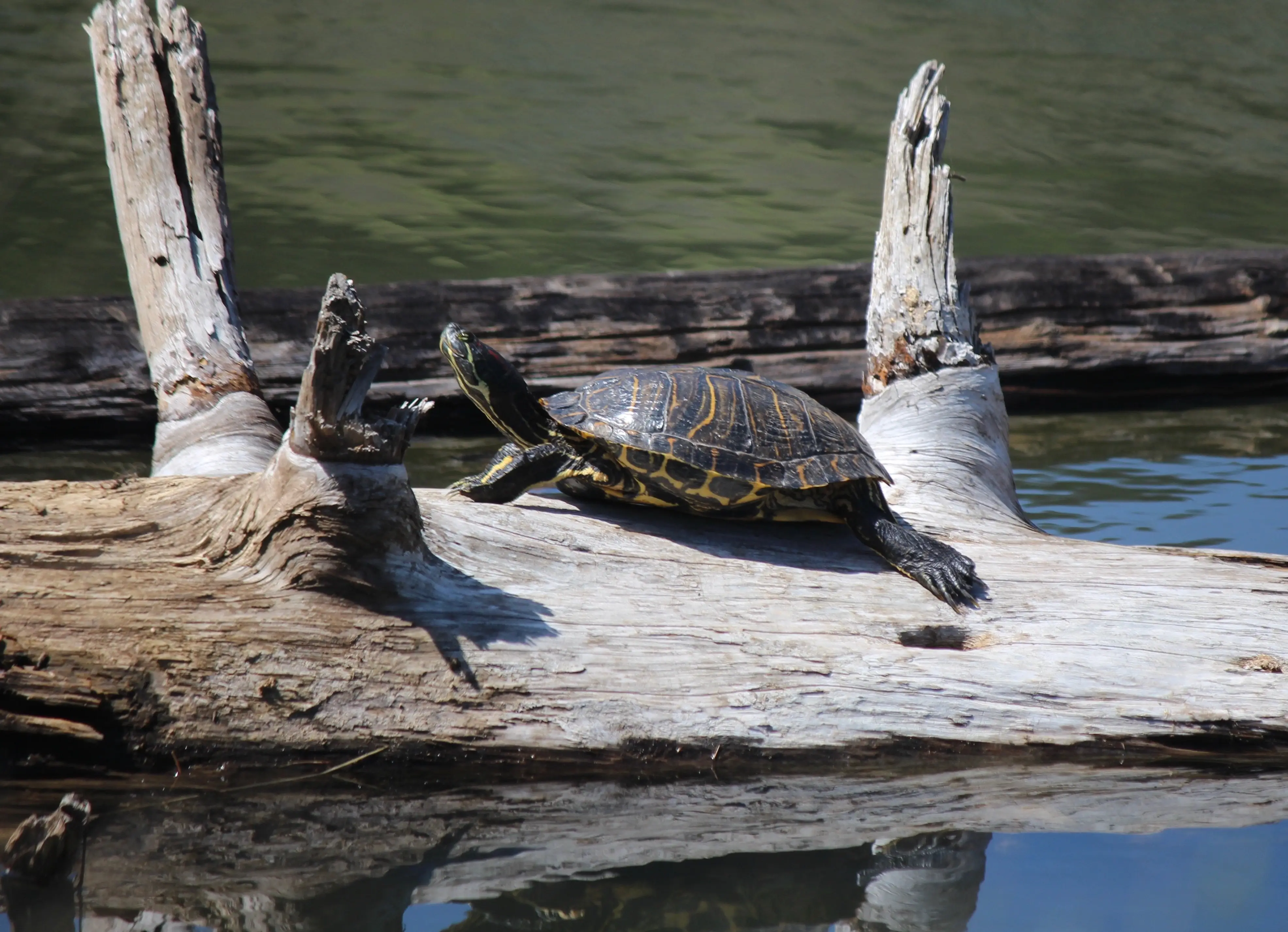 Frog Docent Program Training