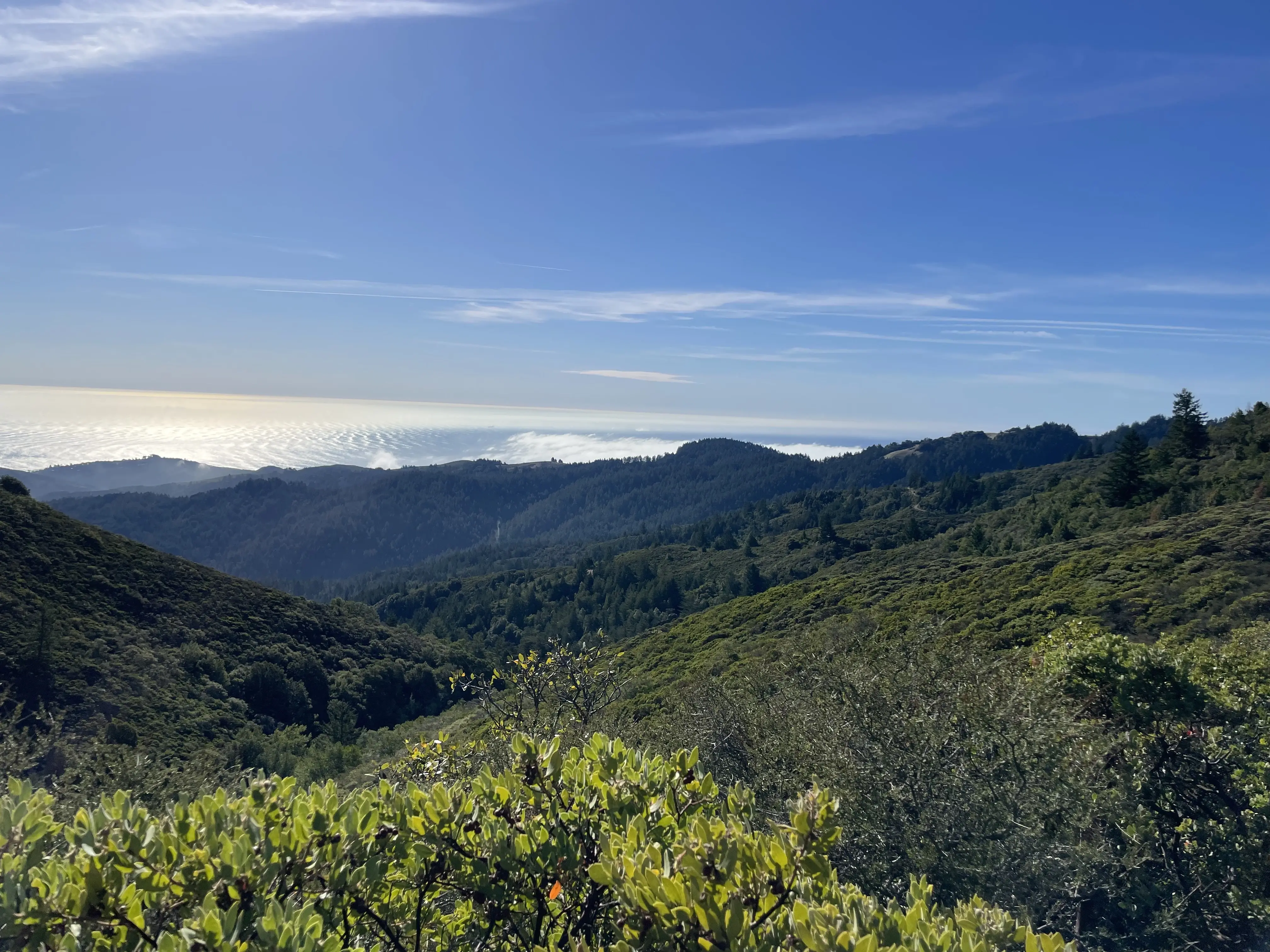 Habitat Restoration Mt. Tam