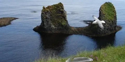 Coastline cleanup on the island of Videy - Iceland