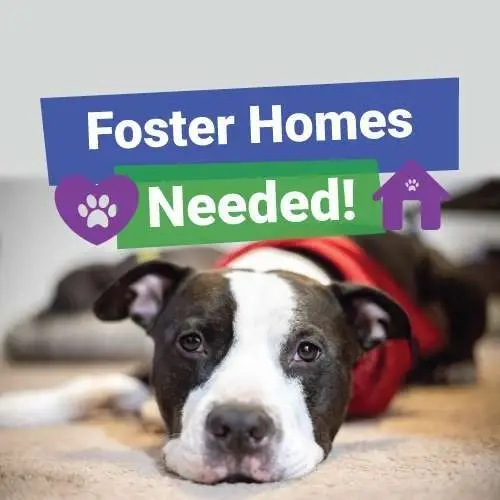 Cat/Dog Foster Parents